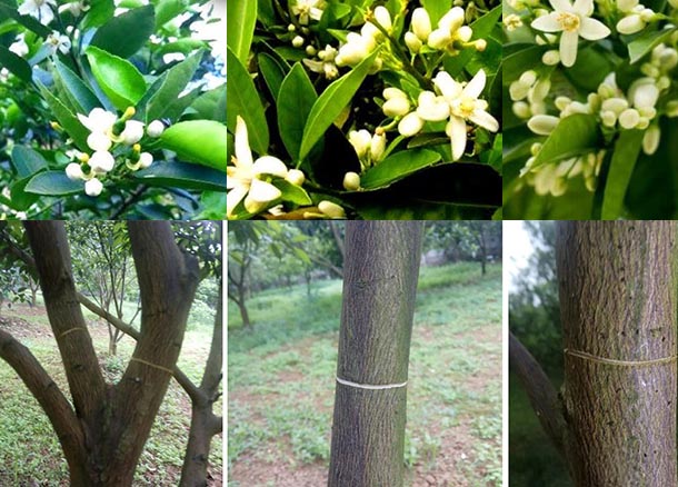 Cây có múi sẽ ra hoa nếu bị ức chế sinh trưởng (khoanh cành, siết nước...)